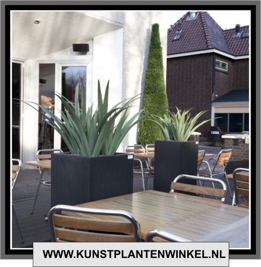 agave cypers